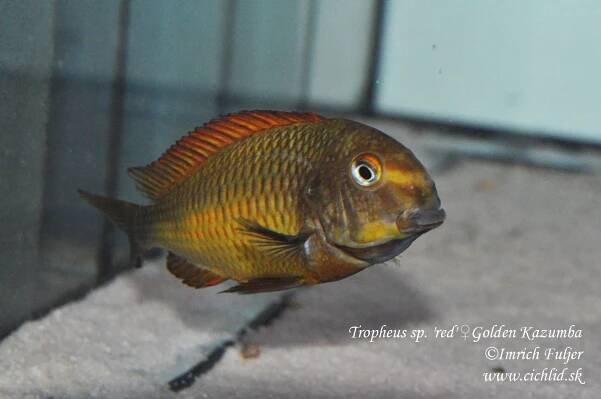 Tropheus Golden Kazumba
