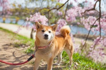 11 Fascinating Japanese Dog Breeds