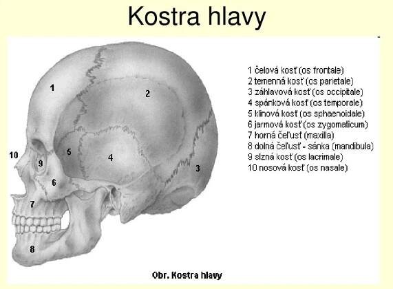 PPT - Biológia človeka PowerPoint Presentation, free download - ID:4174191