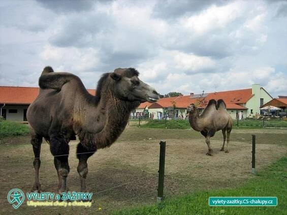 Zoopark Vyškov - Jihomoravský kraj (1MZ-030): Výlety a zážitky