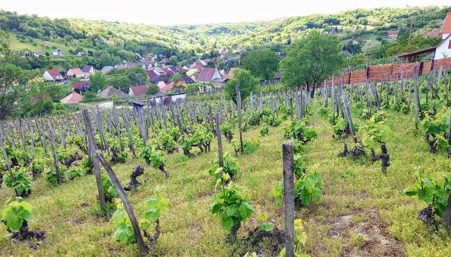 Hungary's Szekszárd region – on the up