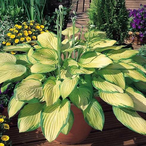 HOSTA ’FIRE & ICE’