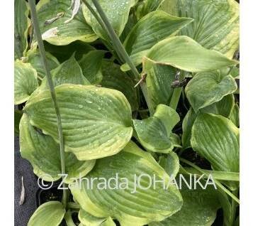 Hosta 'Frances Williams'_2
