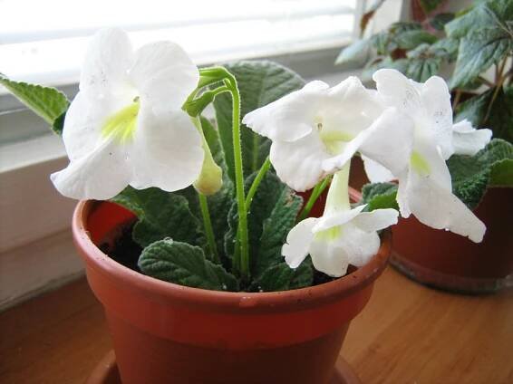 gesneriaceae, podpětovité, saintpaulia, STREPTOCARPUS | pěstování a množení