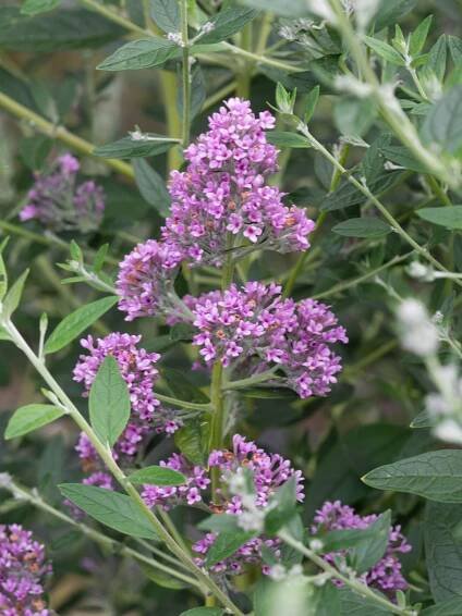 alternifolia Unique - Buddleja Collection