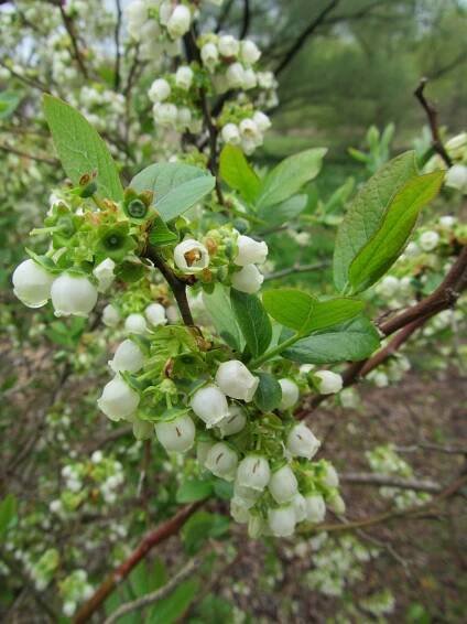 ‘Dunfee’ Highbush Blueberry - Arnold Arboretum