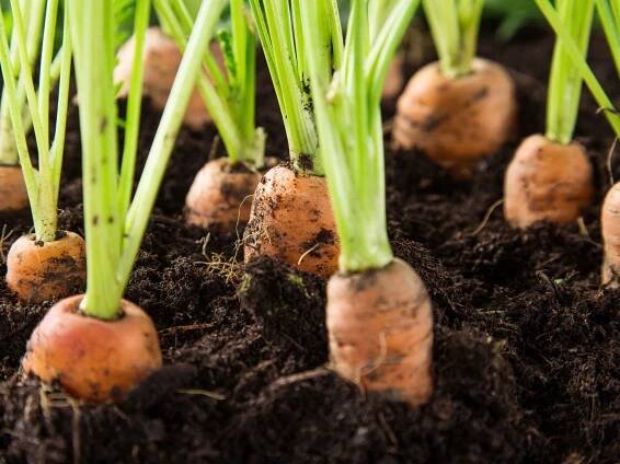 Condiciones para el cultivo de zanahorias