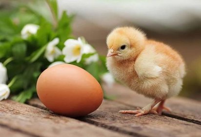 Kuře ve vejci: vývoj embrya ve dne