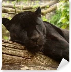 Samolepicí fototapeta Spící černé jaguar, (Bagheera z Knihy džunglí?)