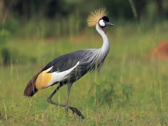 Saving the endangered grey-crowned crane in Uganda and Rwanda