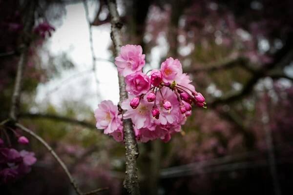 Momiji and Sakura – Travel & photo