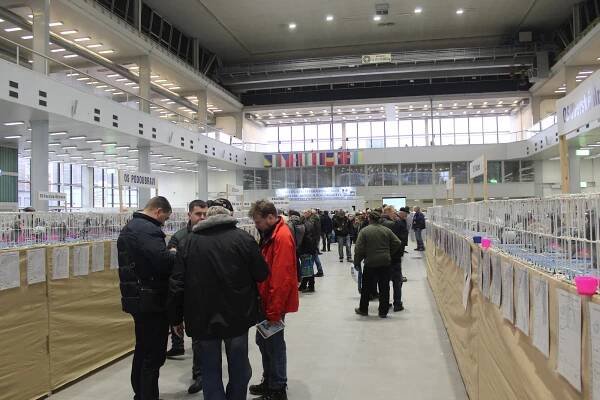 Výstaviště ovládli poštovní holubi. Do Brna zavítali chovatelé z jedenácti zemí