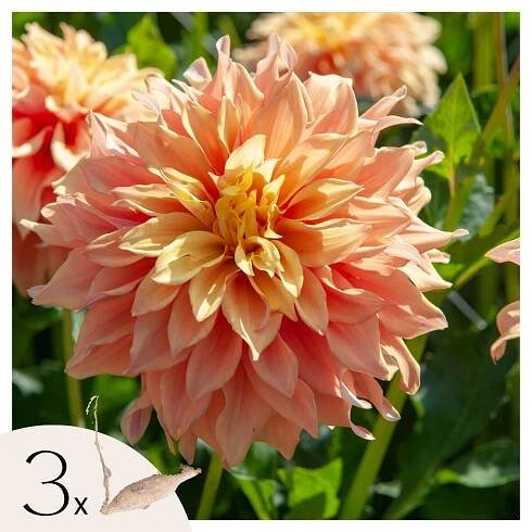 Hlízky dahlie - 3 ks. - Dahlia 'Tyrell' - Květinové cibule - Zelený