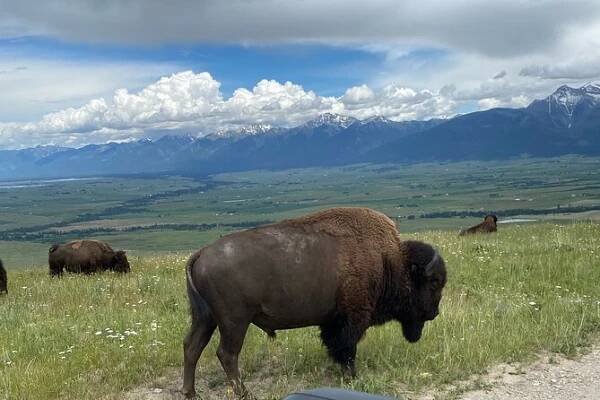 2025 Flathead Lake & Bison Range Scenic Driving Tour (Whitefish) - with Trusted Reviews
