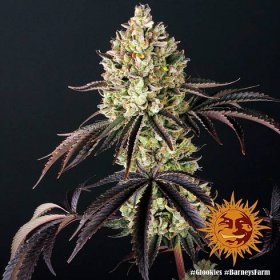 Glookies - feminizovaná semena marihuany 5 ks Barney ́s Farm