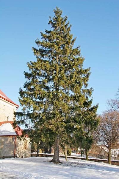Soubor:Picea abies.JPG – Wikipedie