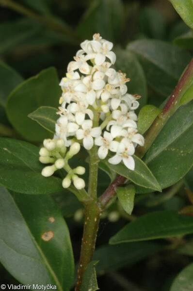 Ligustrum vulgare – ptačí zob obecný • Pladias: Databáze české flóry a vegetace