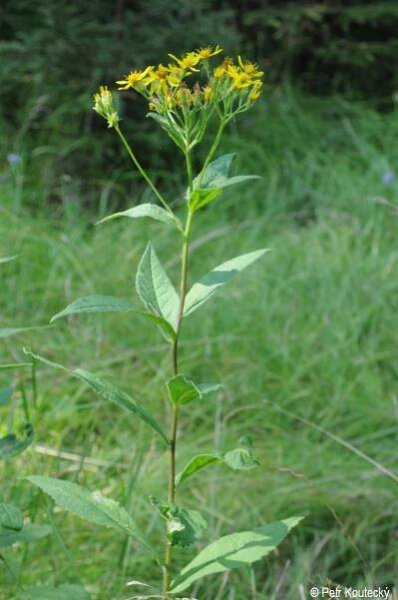 Senecio germanicus | Květena Šumavy