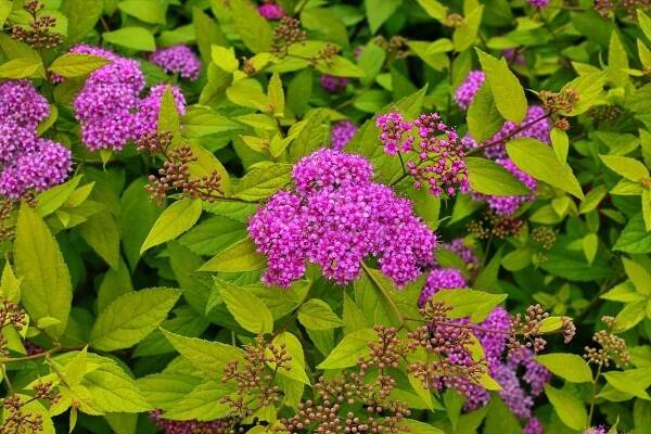 Spiraea japonica (Zdroj: Shutterstock)
