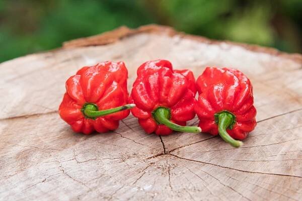 7 Pot Jonah | Chilli semena | Chilli semena | Chilli semínka | Chilli omáčky | GOROL CHILLI