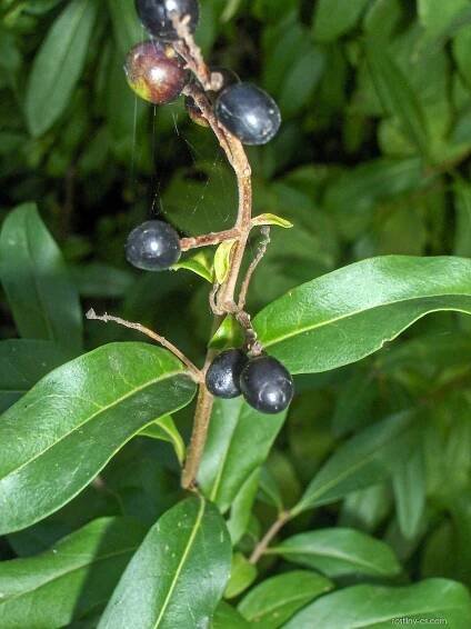 Ptačí zob obecný (Ligustrum vulgare)
