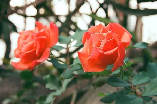 ¿Cómo plantar esquejes del rosal?