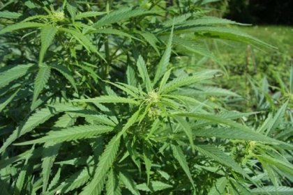 Cannabis sativa - klikněte pro zobrazení detailu