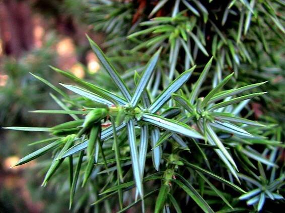 Juniperus oxycedrus