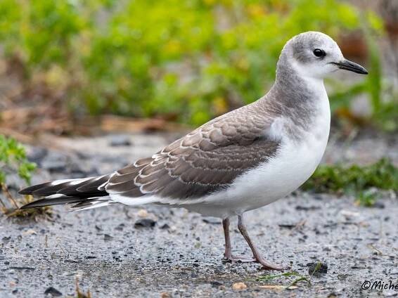 Juvenile - ML303337421