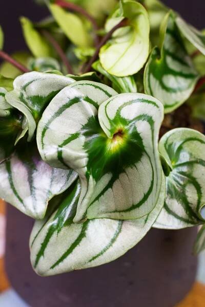 Peperomia argyreia ‘Costa Rica’ - Image 3