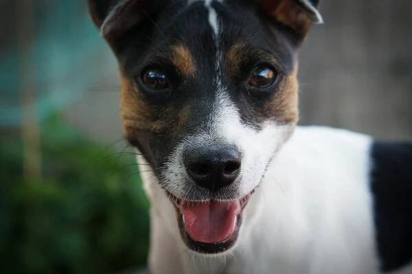bezplatná Veselý pes Jack Russell teriéra s širokým úsměvem venku. Základová fotografie