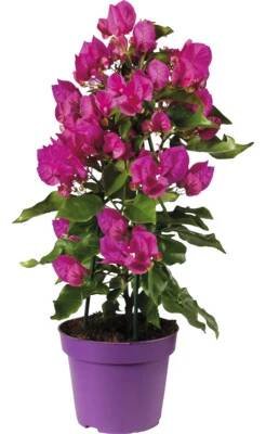 Bugenvilea FloraSelf Bougainvillea 'Vera Deep Purple' celková výška cca 40 cm květináč Ø 14 cm - HORNBACH