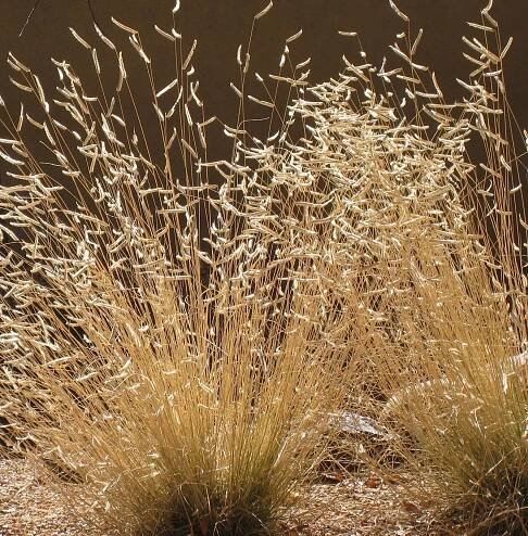 Bouteloua gracilis (Grama štíhla) . - Image 2