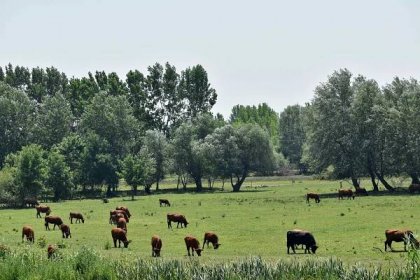 Bezplatný obrázek: zvířata, louka, kráva, ranč, tráva, hospodářská zvířata, skot, venkova, zemědělství, farma
