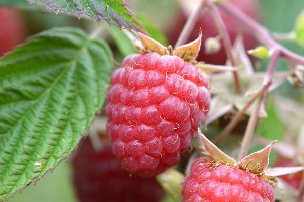 Close up of a raspberry