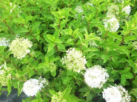 Hortenzie latnatá 'Phantom' - Hydrangea paniculata 'Phantom'