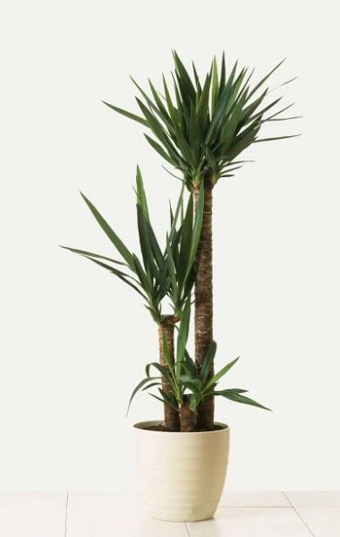 Spineless Yucca Tree