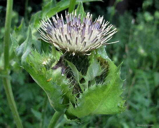 Pcháč zelinný (Cirsium oleraceum)