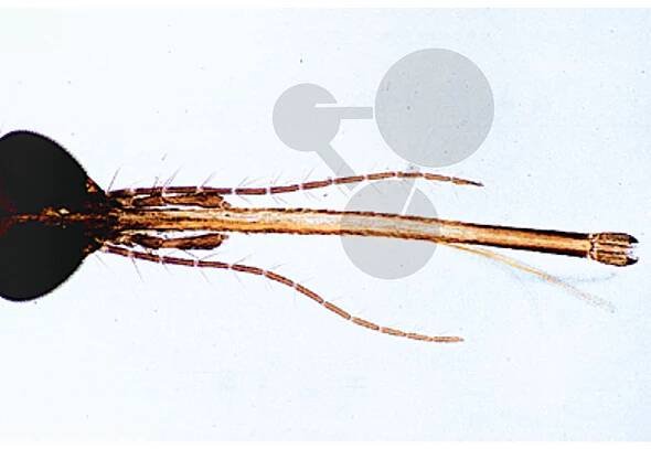 Culex pipiens, Komár písklavý