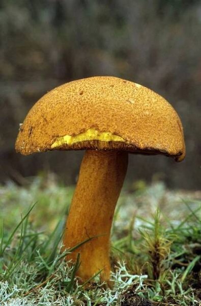 Stromy a houby si spolu rozumí: Přečtěte si, které druhy hub najdete pod kterým stromem!