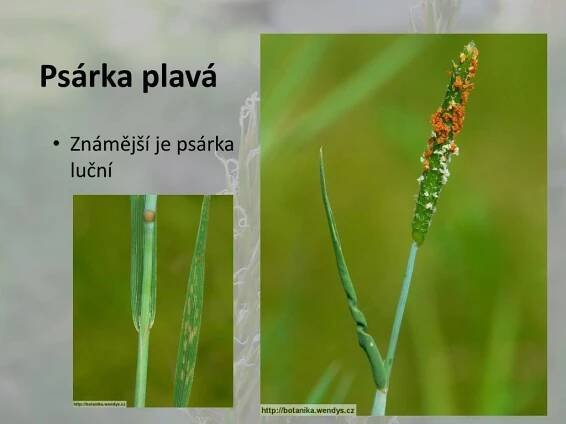 PPT - LIPNICOVITÉ PowerPoint Presentation, free download - ID:3171325