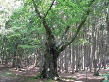 Fotogalerie • Žižkův buk (Významný strom) • Mapy.cz