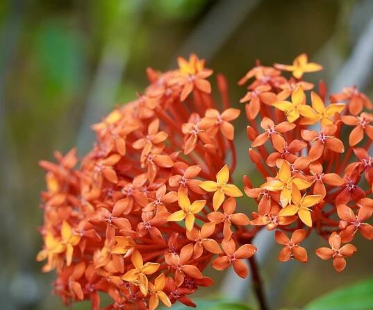 Ixora shrub with orange blooms