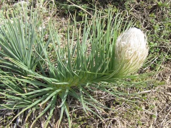 Asphodeline taurica
