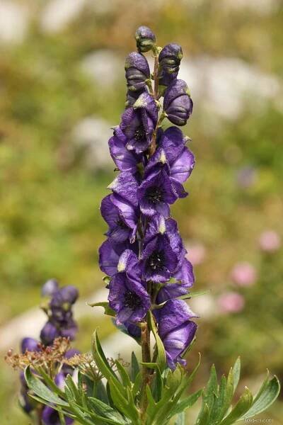 Oměj horský (Aconitum napellus), květy, květenství