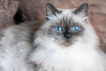 modré oči himálajské angorské kočky - srst angorského králíka - stock snímky, obrázky a fotky