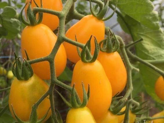 Sazenice cherry rajčat