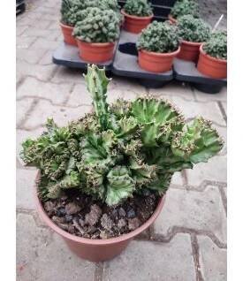 Euphorbia lactea f. variegata