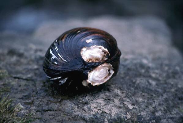 zblízka, endengered, růžová, mucket, pearlymessel, Slávka, lampsilis, orbiculata abrupta