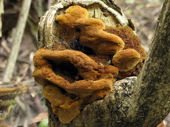 Hymenochaetaceae - kožovkovité - myko.cz